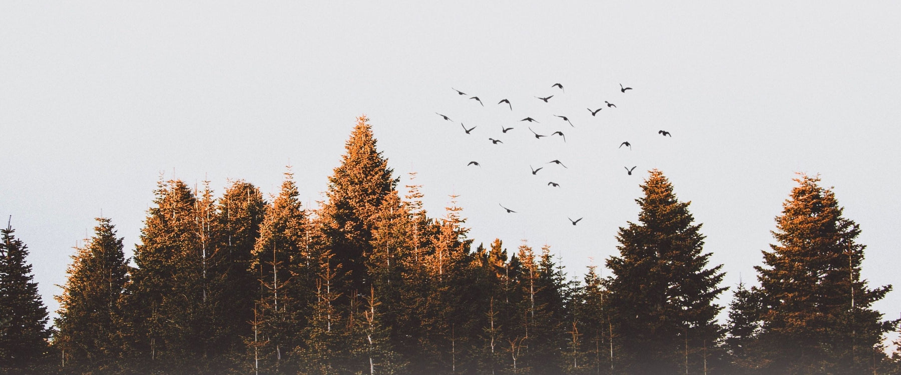 Conference of the Birds